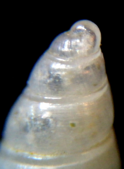 Conferma Odostomia striolata